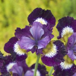 Jewelled Crown Siberian Iris, Iris x 'Jewelled Crown'